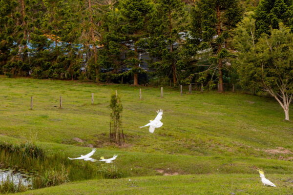 Listing image for 79 Isambert Road, Glenview  QLD  4553