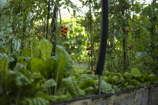 Listing image for 48 Hamilton Close, Mooloolah Valley  QLD  4553