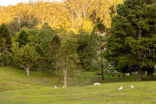 Listing image for 79 Isambert Road, Glenview  QLD  4553