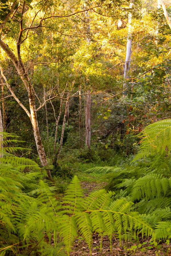 Listing image for 121 Old Maleny Road, Landsborough  QLD  4550