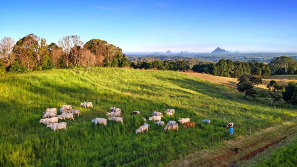 Listing image for 617 River Road, Wootha  QLD  4552