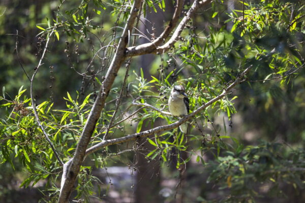 Listing image for 23 Missing Link Road, ILKLEY  QLD  4554