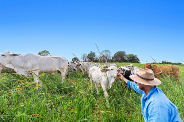 Listing image for 617 River Road, Wootha  QLD  4552