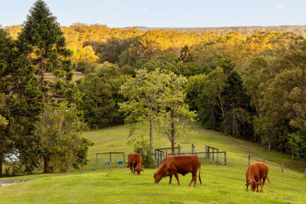 Listing image for 79 Isambert Road, Glenview  QLD  4553