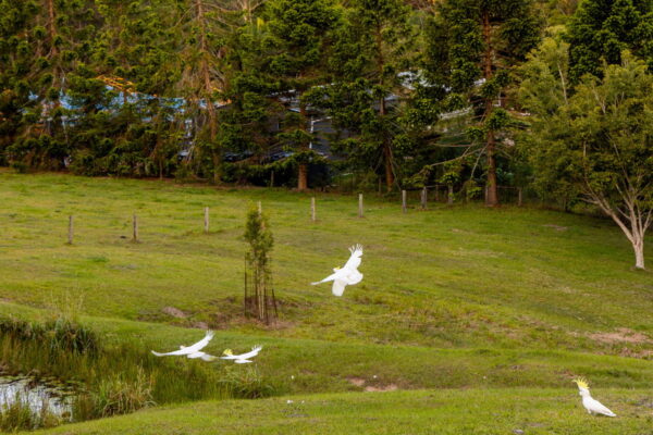 Listing image for 79 Isambert Road, Glenview  QLD  4553